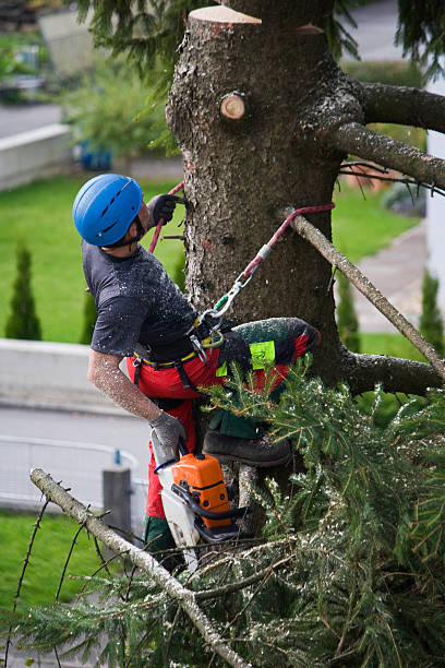 Best Tree Preservation Services  in Pleak, TX