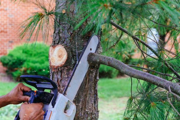 Professional Tree Care  in Pleak, TX